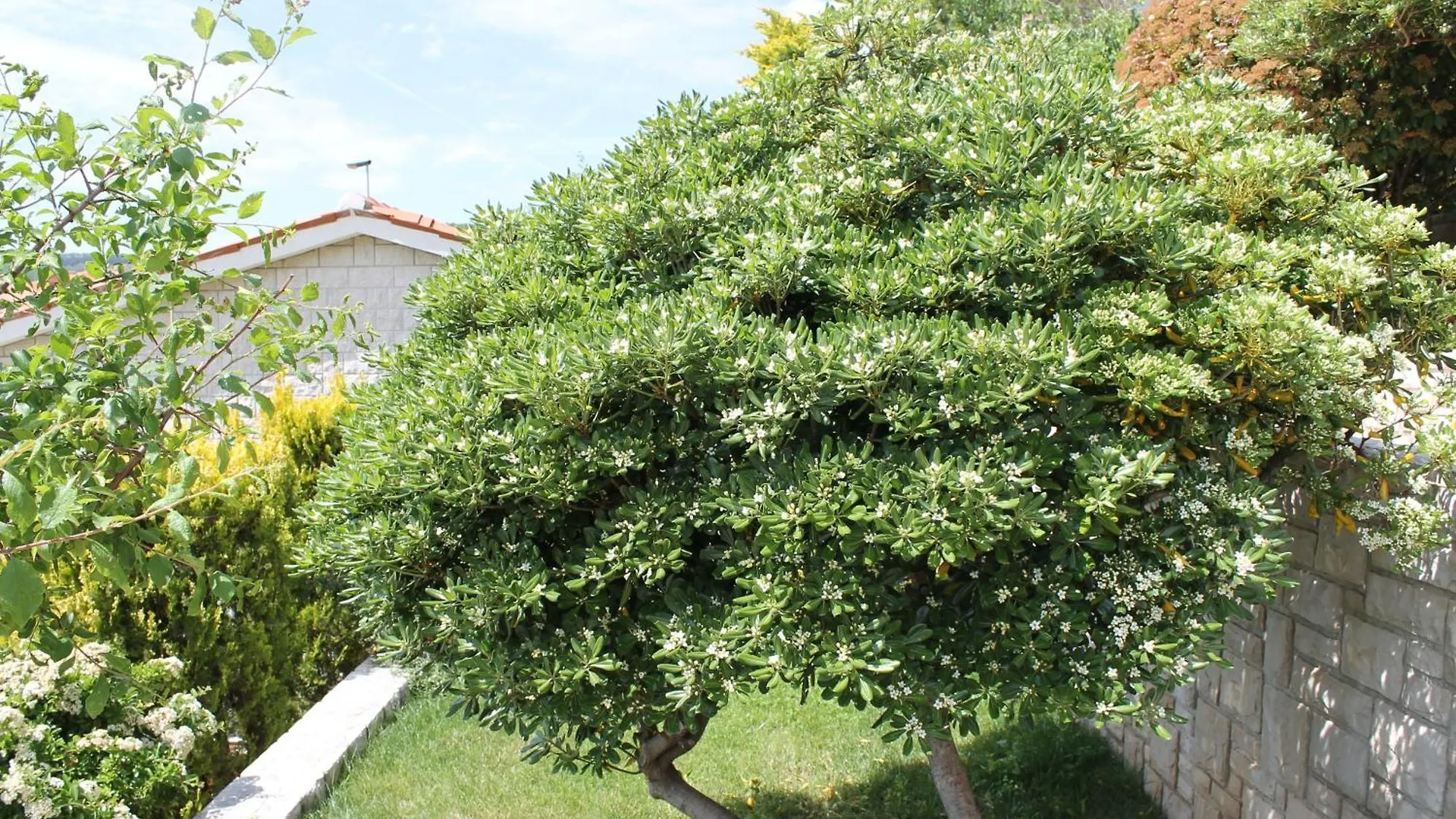 Apartments Mareblu Rabac